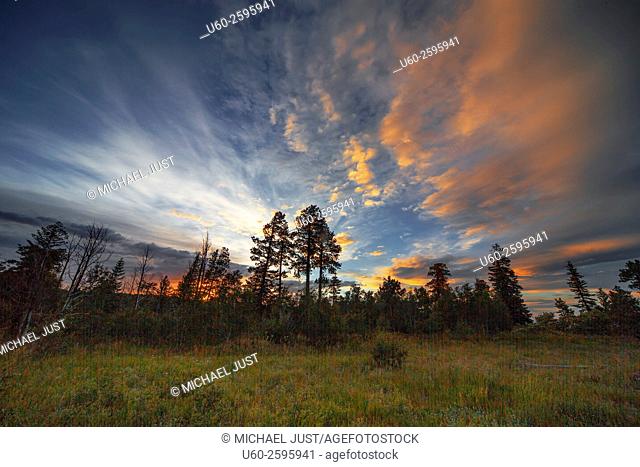 The sun sets behind the pine tree forests of Kaibab National Forest, Arizona
