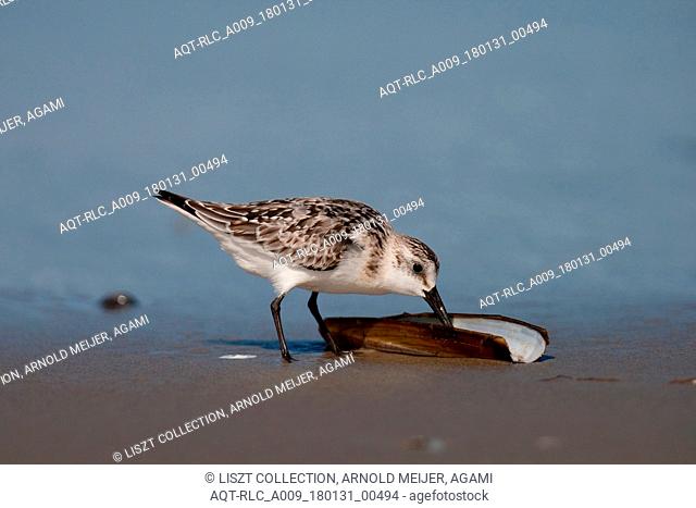 Sanderling feeding on American Jack knife clam, Sanderling, Calidris alba