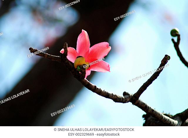 Kateshever , Red silk cotton , Bombax ceiba , Shalmali flower poona Mharashtra , India  Bombax species are among the largest trees in their regions