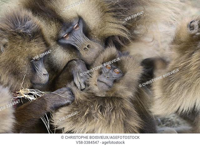 Ethiopia, Amhara region, World Heritage Site, Simien Mountains National Park, Gelada baboons delousing eachother