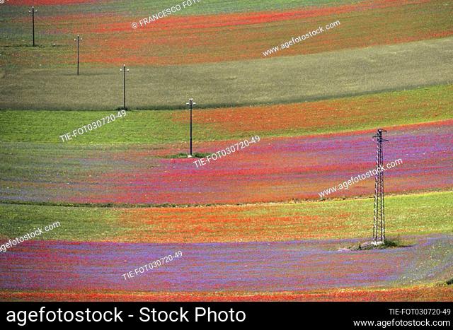 Views of flowering of lentil fields in Castelluccio di Norcia (Perugia) , ITALY-03-07-2020