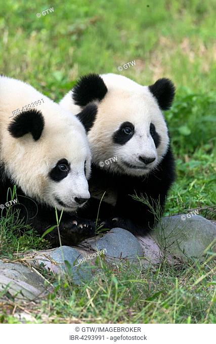 Two Giant Pandas (Ailuropoda melanoleuca), two years, China Conservation and Research Centre for the Giant Panda, Chengdu, Sichuan, China