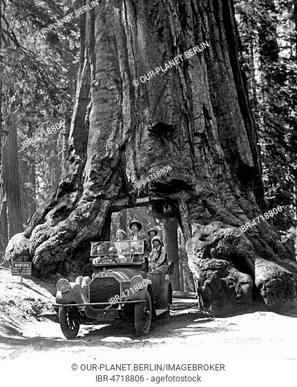 Car drives through a gate in Sequoia (Sequoioideae), Tree Wawona, 1920s California, USA