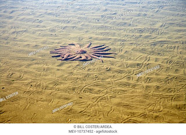 Sunflower Star - In sandy rock pool (Pycnopodia helianthoides)
