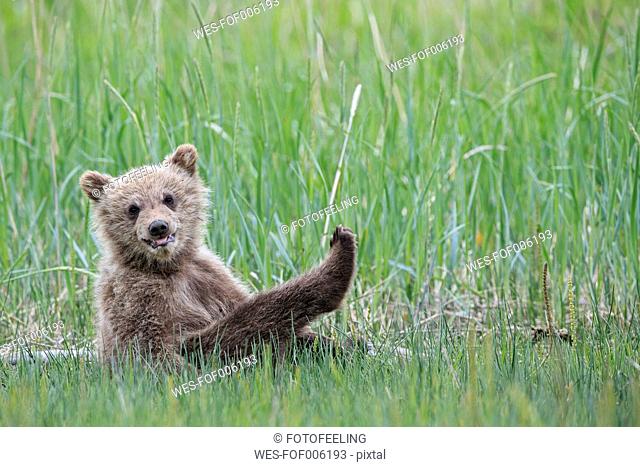 USA, Alaska, Lake Clark National Park and Preserve, Brown bear cub (Ursus arctos) sitting on meadow