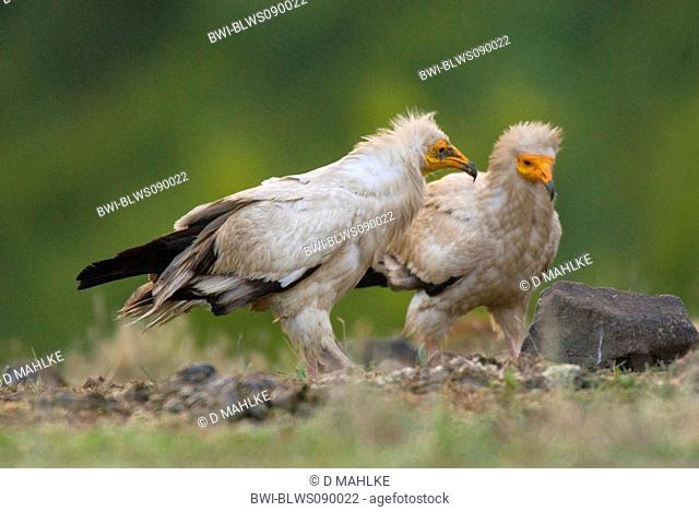Egyptian vulture Neophron percnopterus, at carcass, Bulgaria, Eastern Rhodopes, Naturreservat Valci Dol