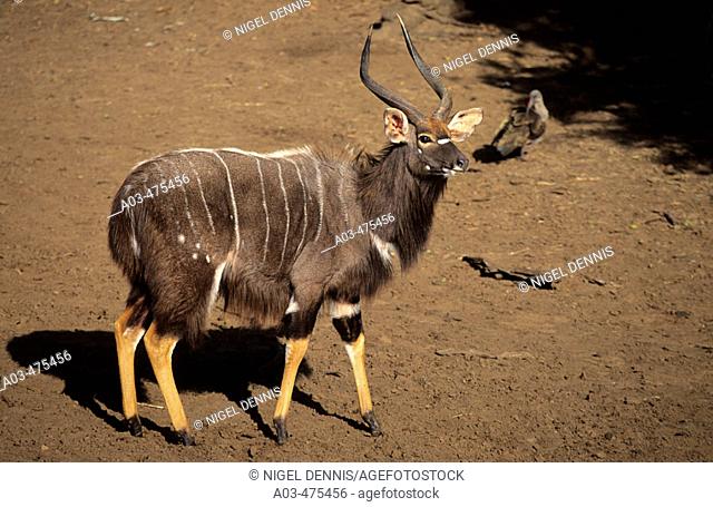 Nyala, Tragelaphus angasii, male, Mkuze Game Reserve, South Africa
