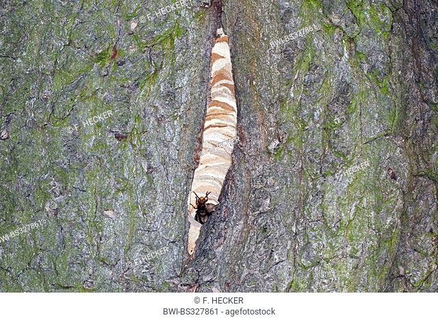 hornet, brown hornet, European hornet (Vespa crabro), at the entrance to its nest in a hollow tree, Germany
