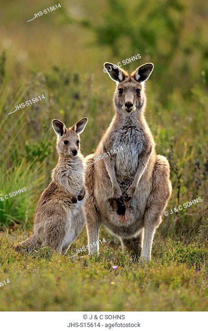 Eastern Grey Kangaroo, (Macropus giganteus), mother with young, Wilson Promontory Nationalpark, Victoria, Australia