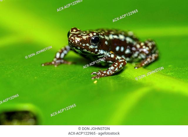 phantasmal poison frog or phantasmal poison-arrow frog (Epipedobates tricolor) 'cielito', , , Native to: