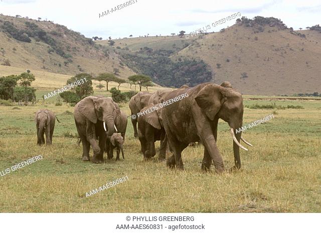 African Elephant herd walking - Masai Mara Kenya (Loxodonta africana)
