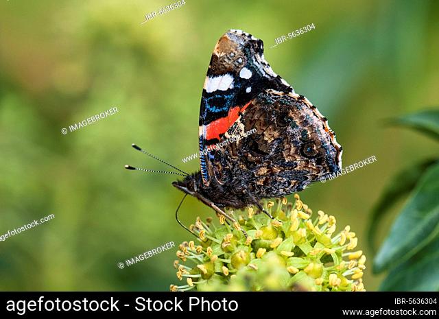 A red admiral (Vanessa atalanta) butterfly adult nectaring on flowers of common ivy (Hedera helix) in a hedge in Thirsk, North Yorkshire