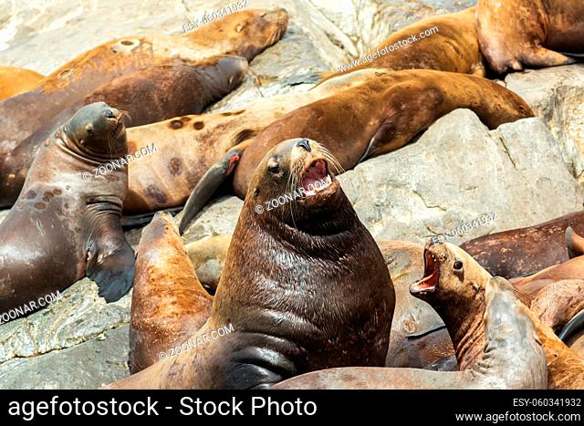 Rookery Steller sea lions. Island in the Pacific Ocean near Kamchatka Peninsula