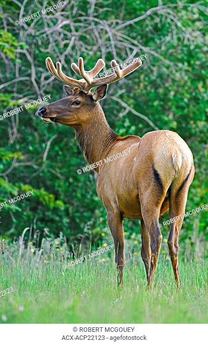 A standing full body portrait of a bull Elk Cervus elaphus with his early summer antlers not fully developed looking to the side