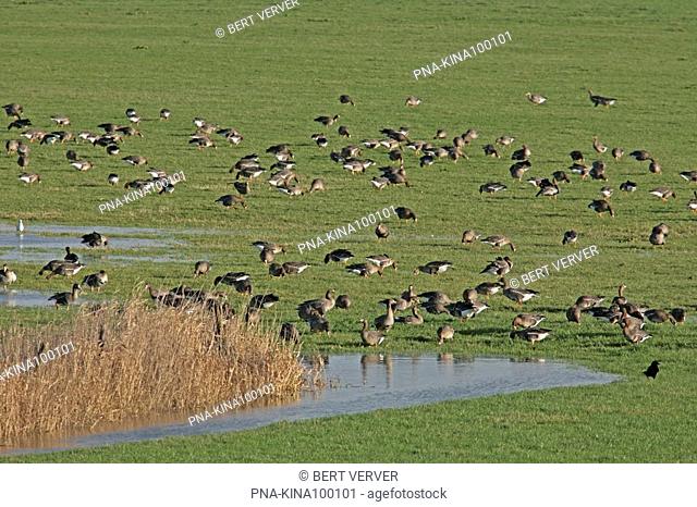 White-fronted goose Anser albifrons - IJsseluiterwaarden, Dieren, Guelders, The Netherlands, Holland, Europe