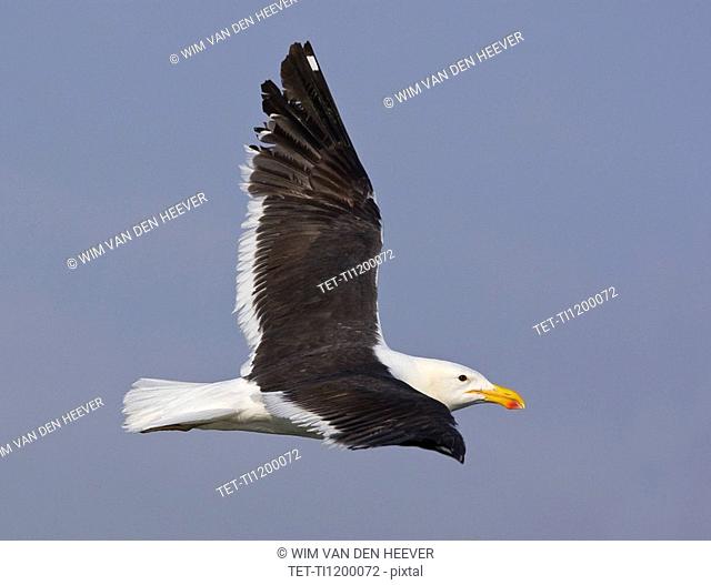 Close up of Cape Gull in flight, Namibia, Africa
