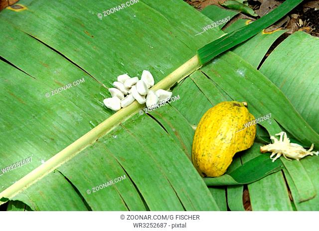 Kakaobohnen in weissem Pulp auf Bananenblättern zur Fermentierung, Schale einer reifen Kakaofrucht, Mampong; Ghana / Cocoa beans, Theobroma cacao