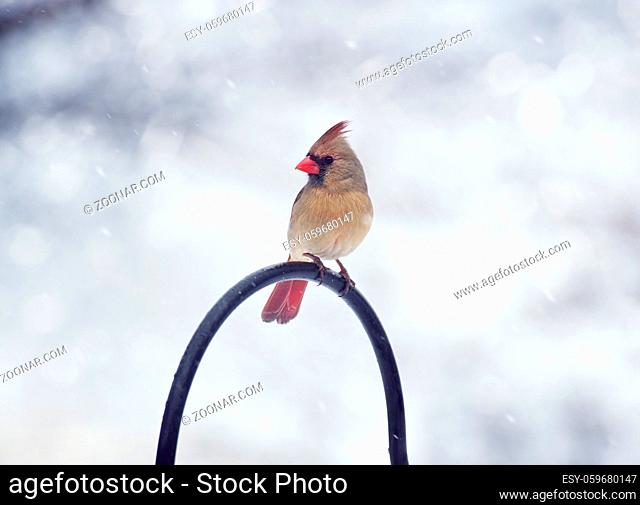 Northern Cardinal Female in the winter