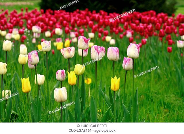 Tulipani, tulips, Insel Mainau, Germany