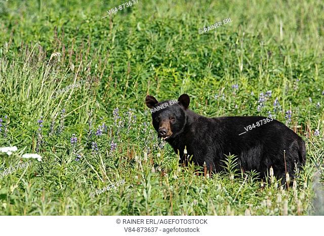 Amerikanischer Schwarzbär / American Black Bear / Ursus americanus / Kluane-Nationalpark / Kluane National Park and Reserve, Kanada, canada, USA
