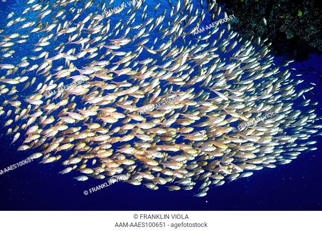 Golden Sweepers congregate in large Schools, Red Sea, (Parapriacanthus guentheri)