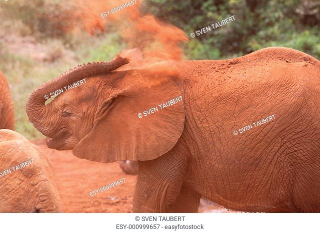 Afikanischer Elephant