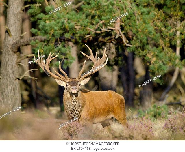 Red deer (Cervus elaphus), stag, Hoge Veluwe National Park, The Netherlands, Europe