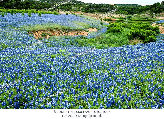 Bluebonnet wildflowers at the Muleshoe recreation area in Texas in the spring