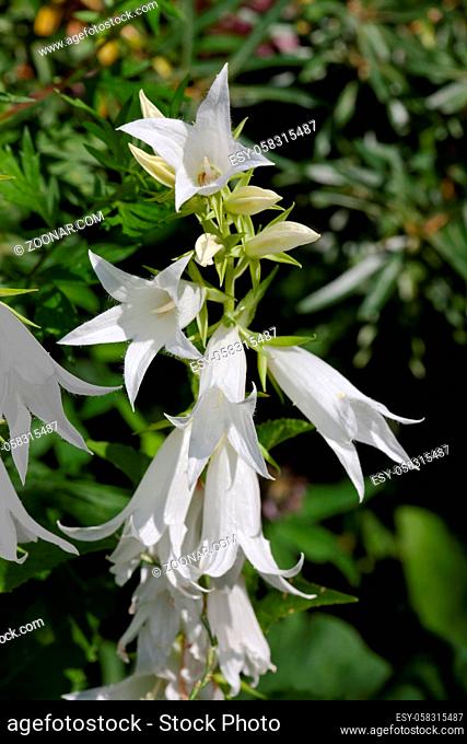 White flower Campanula in the garden around Moscow