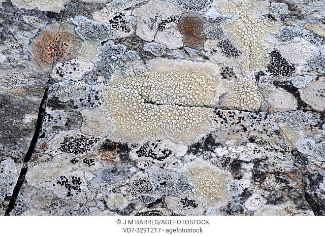 Ochrolechia parella (centrum) and other crustose lichens: Caloplaca sp. , Lecidella sp
