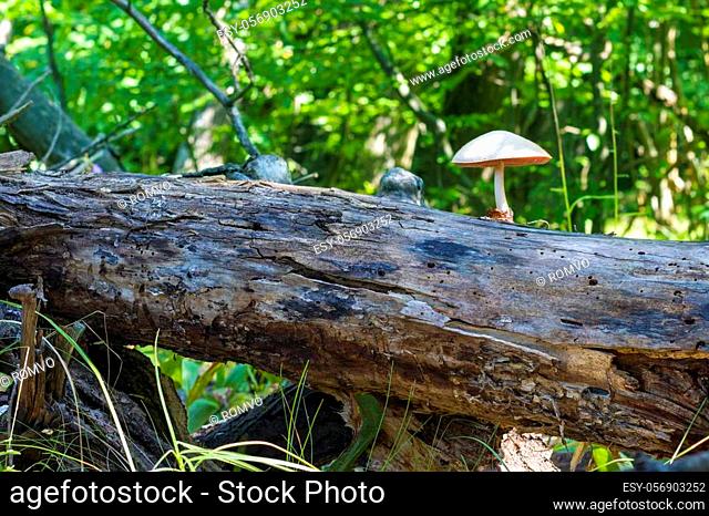 Non edible poisonous mushroom grows from log in forest. Natural organic toxic plants growing in wood