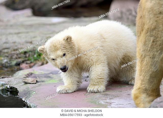 Polar bear, Ursus maritimus, young animal, rock, head-on, is standing