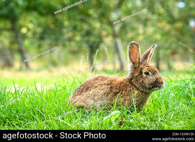 Fluffy bunny rabbit on a green meadow with fresh grass in a rural environment
