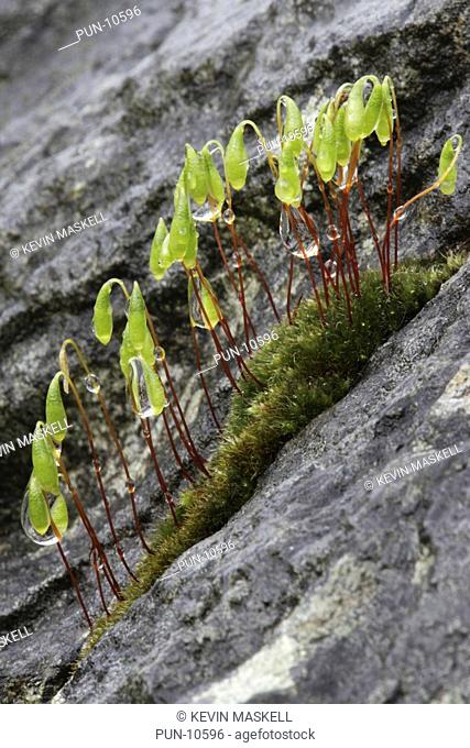 Capillary thread moss Bryum capillare with spore capsules on a wall in the Lake District, Cumbria, England