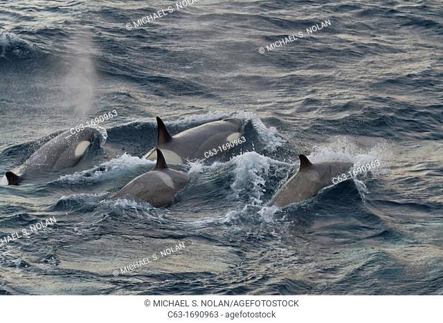 A large super pod of Gerlache Type B killer whales Orcinus orca traveling and socializing in Gerlache Strait 64º 40 0' S 62º 56 8'W near the Antarctic Peninsula