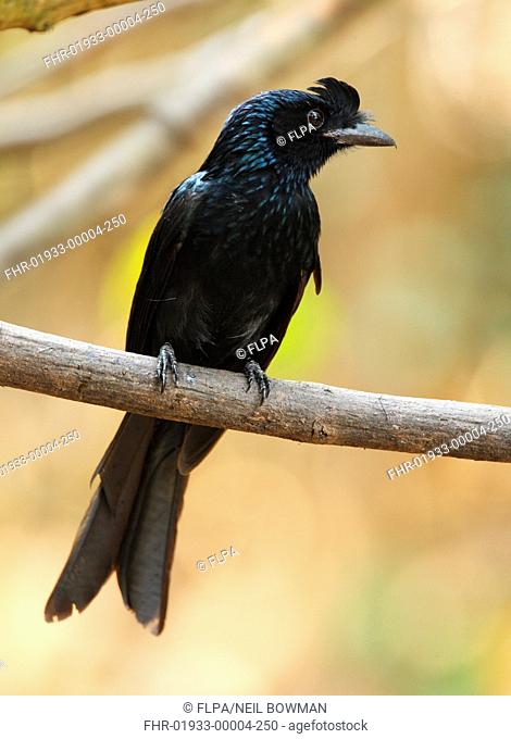 Greater Racket-tailed Drongo Dicrurus paradiseus adult, with lost tail rackets, perched on branch, Kaeng Krachan N P , Thailand, february