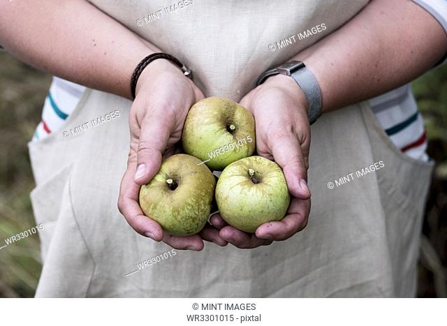 Close up of person holding three green apples