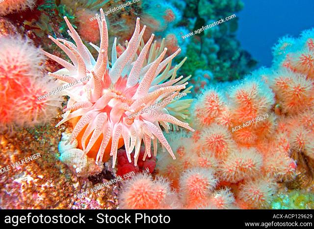 Crimson anemone (Cribrinopsis fernaldi), Soft coral (Eunephtya rubiformis), Browning Passage, Queen