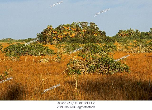 Rote Mangroven und Palmettopalmen in den Everglades / Red Mangroves and Palmettos in the Everglades / Everglades Nationalpark - Florida