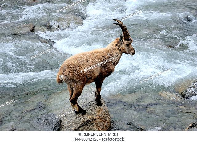 Capricorn, mountain goat, cloven-hoofed animal, ruminant, horn-rimmed bearer, Bovidae, Boviden, goats, goat-like, Capra ibex, mountains, horns, horns, animals