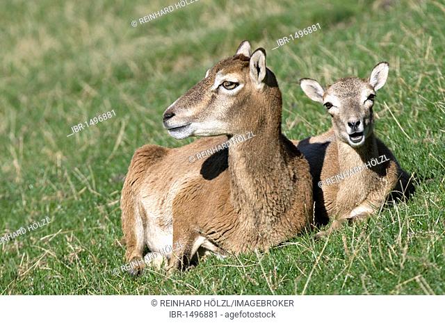 Mouflon (Ovis ammon), doe with kid, Aurach, Tyrol, Austria, Europe