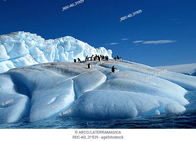 Adelie Penguins on iceberg Paulet Island Antarctica Pygoscelis adeliae