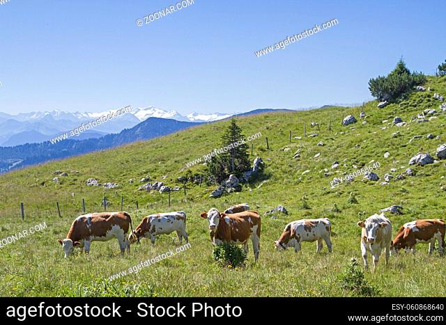 Kühe auf einer Wiese in den Wendelsteinbergen vor dem Panorama der Hohen Tauern