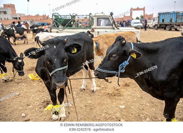 Cattle to be sold at the Guelmim market, Guelmim province, Morocco