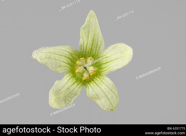 Bryonia dioica (Bryonia dioica), female flower, Germany, Europe