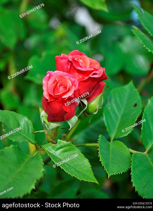Kletterrose im Garten - Rambler rose at garden bed