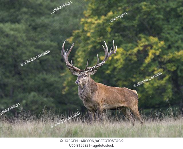 Red Deer (Cervus elaphus), Jaegersborg, Denmark