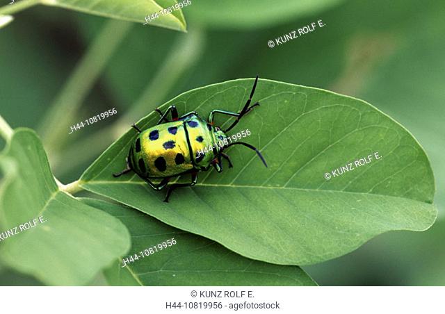 sheet beetles, Sri Lanka, Asia, charmingly shiningly, on sheet, leaf, insects, beetle