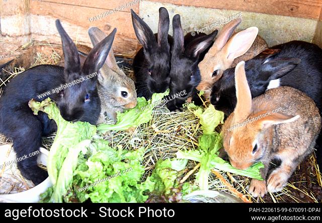 12 June 2022, Saxony, ---: Four-week-old rabbits eat lettuce. Photo: Waltraud Grubitzsch/dpa. - ---/Saxony/Germany