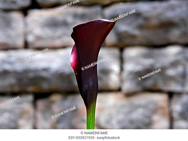 A single purple cala lilly blooms against the stone wall of the St. Elizabeth's Catholic Church in Eureka Springs, Arkansas